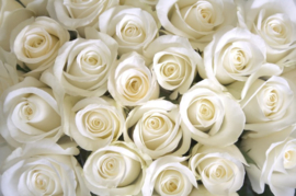 Papermoon Fotobehang Vlies Witte rozen 18326