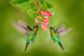 Papermoon Fotobehang Vliegende Kolibries
