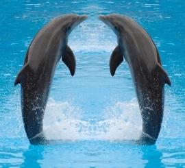 Dutch DigiWalls Fotobehang 70018 Dolfijnen