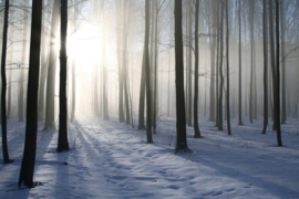 Papermoon Fotobehang Mistig Winterbos