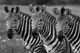 Papermoon Fotobehang Zebra's Zwart-Wit