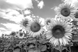 Papermoon Fotobehang Grote Zonnebloemen Zwart-Wit