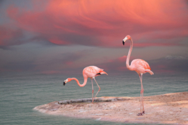 Papermoon Fotobehang Flamingo's