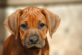 Papermoon Fotobehang Rhodesian Ridgeback Puppy