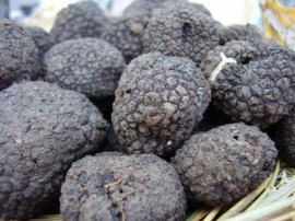 Zwarte Truffel uit Zuid Amerika
