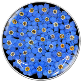 MY iMenso Flora Blauwe Mini Bloemen 33-1177