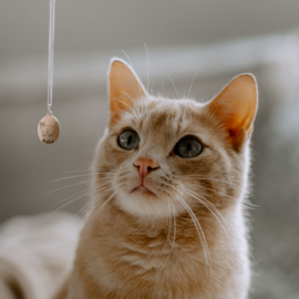 Zilveren Kattenhanger Perzische Kat + Naam Graveren