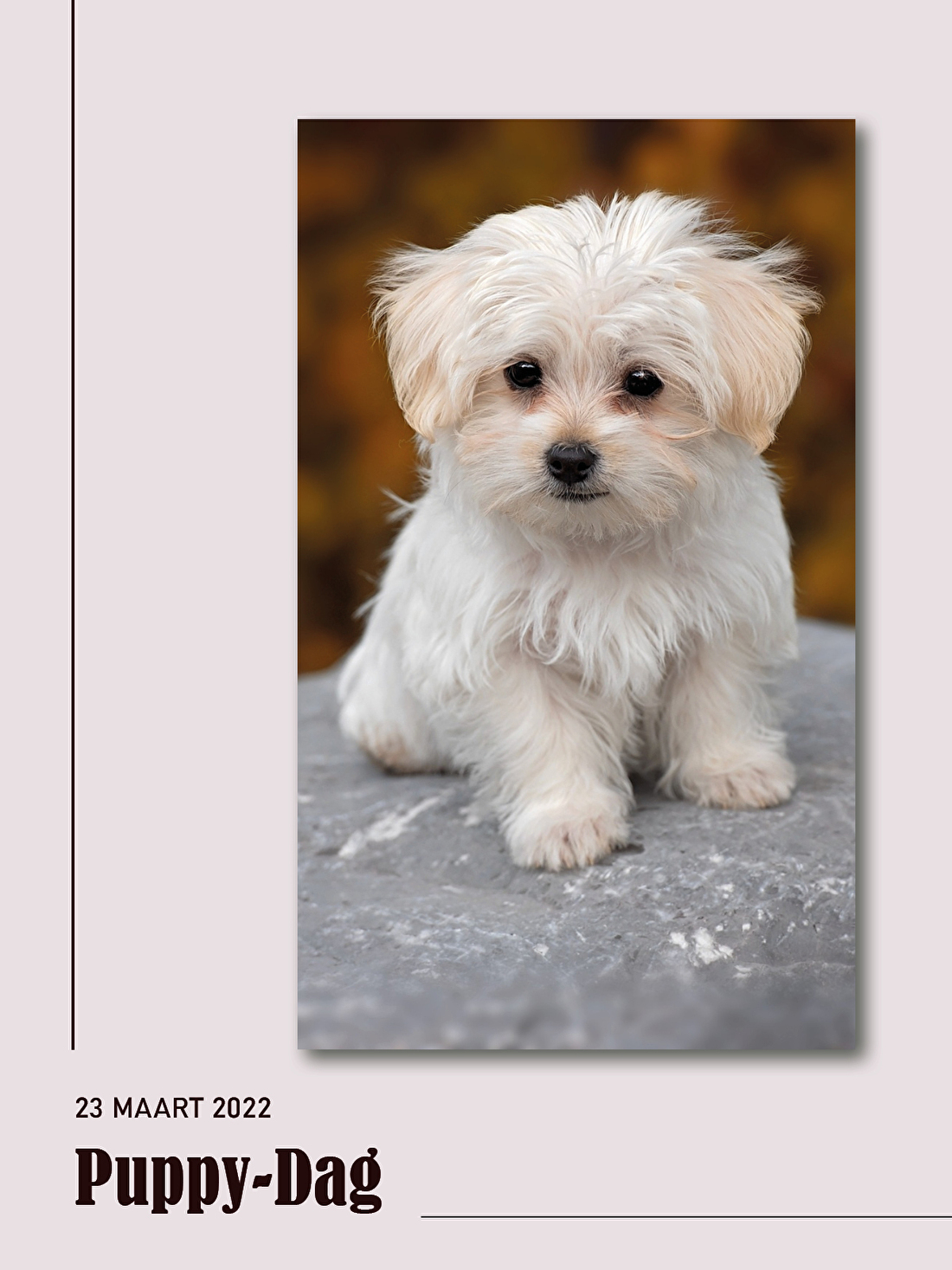 00-NIEUWSBRI...EF-PUPPYDAG1.jpg