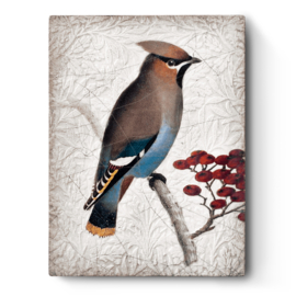 T485 Waxwing Sid Dickens Tegel @C