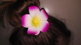 Superleuke Plumeria Hawaïbloem 8 cm op clip fuchsia met geel