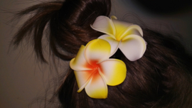 Superleuke Plumeria Hawaïbloem 8 cm op clip geel met wit