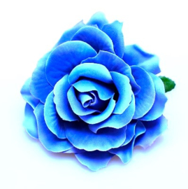 Prachtige  blauwe roos op haarclip/broche