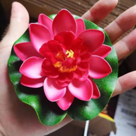Drijvende rozerode Lotusbloem op blad 10 cm