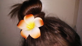 Superleuke Plumeria Hawaïbloem 8 cm op clip oranje met geel