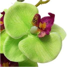 Prachtige grote haarclip orchidee groen