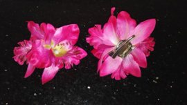 Haarclip/broche driedubbele orchidee fuchsia