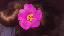 Geweldige Hibiscus Hawaïbloem 9 cm op clip fuchsia