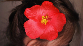 Geweldige Hibiscus Hawaïbloem 9 cm op clip rood