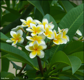 Superleuke Plumeria Hawaïbloem 8 cm op clip geel met wit