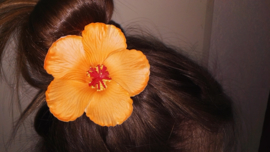 Geweldige Hibiscus Hawaïbloem 9 cm op clip oranje
