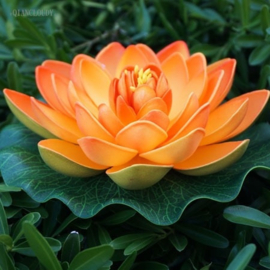 Drijvende oranje Lotusbloem op blad 17 cm