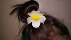 Superleuke Plumeria Hawaïbloem 8 cm op clip geel met wit