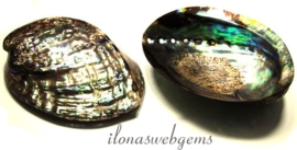 Abalone schelp (A3)