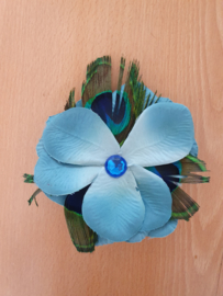 Blue Peacock Flower.