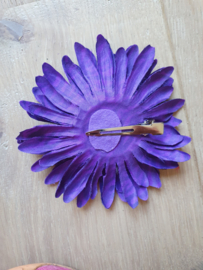 Purple Zebra Daisy.