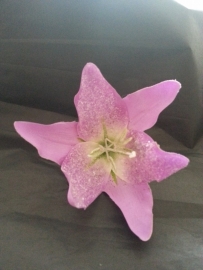 Lila Jo, Lilac Sparkle Lily.