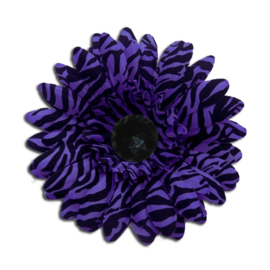 Purple Zebra Daisy.