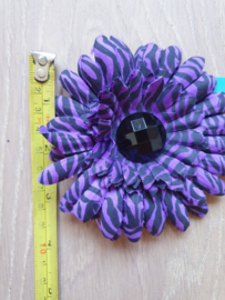 Purple Zebra Daisy.