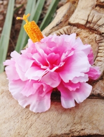 Lila Jo, Pink and White Hibiscus.