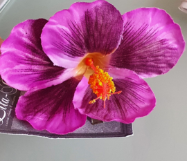 Lila Jo, Purple Hibiscus.