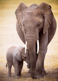 Eurographics 0270 - Elephant & Baby - 1000 stukjes