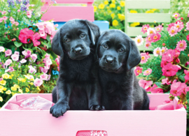 Eurographics 5462 - Black Labs in Pink Box - 500XL stukjes