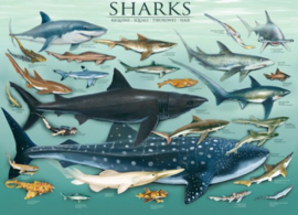 Eurographics 0079 - Sharks - 1000 stukjes