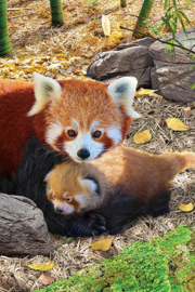 Eurographics 5557 - Red Pandas - 250XL stukjes