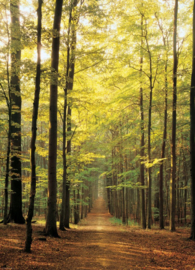 Eurographics 3846 - Forest Path - 1000 stukjes
