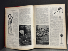 De Katholieke Illustratie – 43e Jaargang (1908-1909) – Zondagslectuur voor het Katholieke Nederlandsche Volk