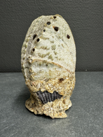 Schelpenaltaar met Corpus