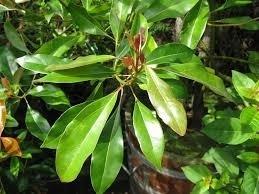 Kaneelblad  10m INCIlOleum cinnamonum zeylanicum Sri Lanka 100%