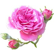 Rose 100% INCI: Rosa Centifolia Bulgarije 1ml