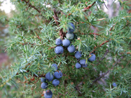 Jeneverbes 100% INCI;Juniperus communis  natuur KROATIE VA 10ML