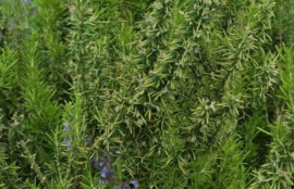 Rozemarijn/ Rosmarinus officinalis gesneden va 50gr