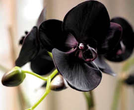 Black Orchid like T- Ford BESTSELLER!!!!!!!