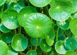 Gotu kola - Aziatische waternavel 50gr  INCI; Centella asiatica -