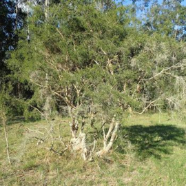 BIO Tea tree olie WILDPLUK  INCI Melaleuca alternifolia Australie