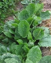 Weegbree 50gr INCI; Plantago Major