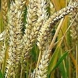 Tarwequat/Haarquat 50ml INCI: Laurdimonium Hydroxypropyl Hydrolyzed Wheat Protein